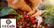 rocio_hervella_nueva_presidenta_de_la_asociacion_espanola_del_cafe