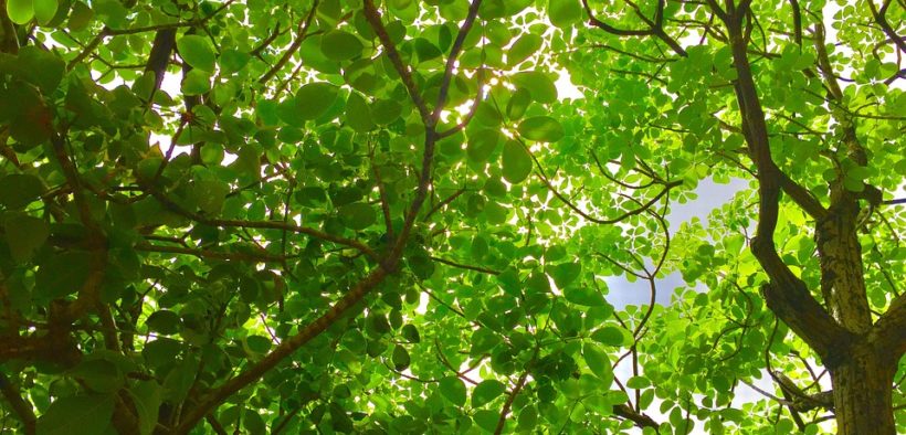 arbol