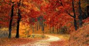 fall-1072821_640