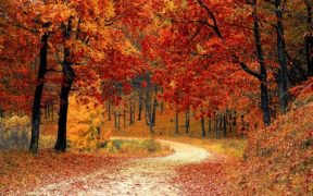 fall-1072821_640
