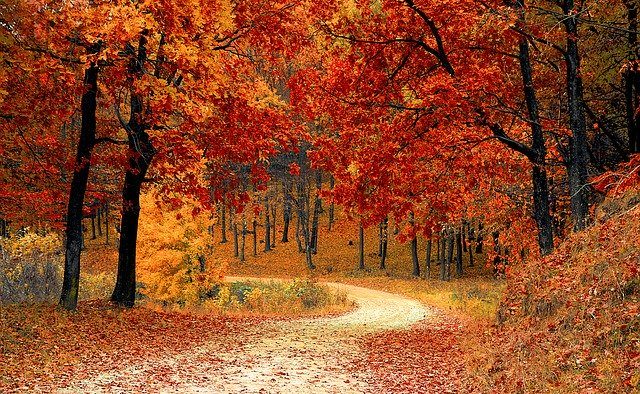 fall-1072821_640