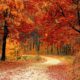 fall-1072821_640
