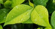 leaf-1001679_640_1