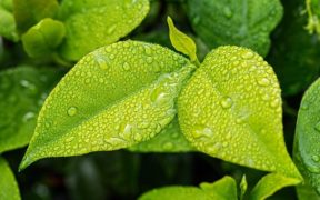 leaf-1001679_640_1