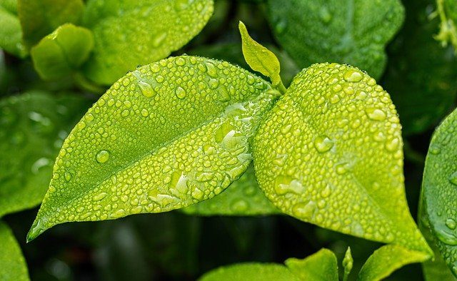 leaf-1001679_640_1