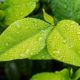 leaf-1001679_640_1