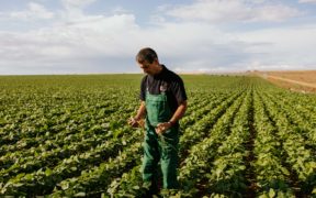Vivesoy, la única bebida vegetal con cultivo 100% local y certificado AENOR