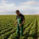 Vivesoy, la única bebida vegetal con cultivo 100% local y certificado AENOR