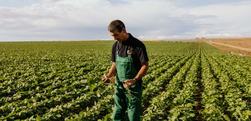 Vivesoy, la única bebida vegetal con cultivo 100% local y certificado AENOR
