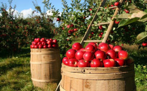 Por un sistema agroalimentario sostenible