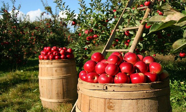 Por un sistema agroalimentario sostenible