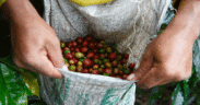 Las ventas de café certificadas con sello Fairtrade crecen un 104% en los últimos cinco años