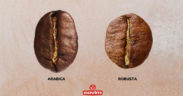 Arábica y Robusta: la respuesta de Covim a los paladares más exigentes