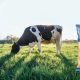 leche BIO soluble