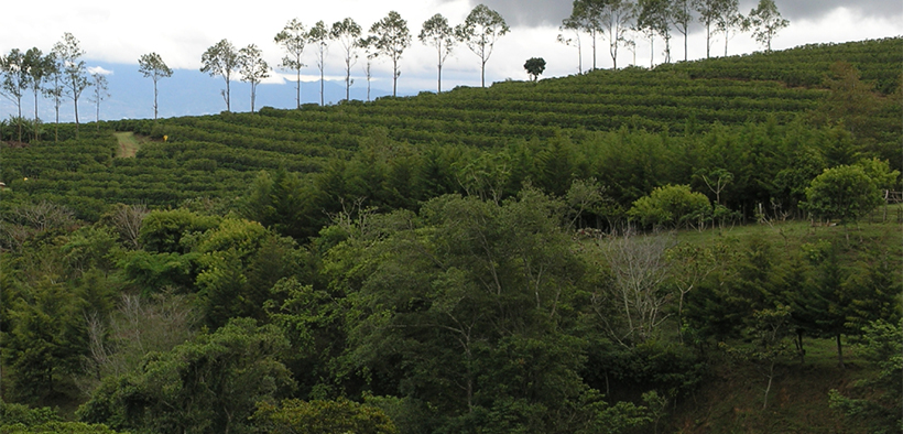 illycaffè